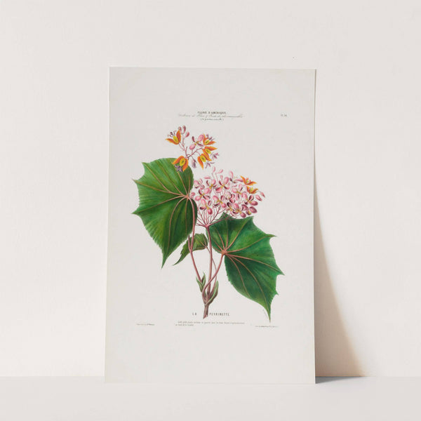 Flore d'Amérique, dessinée d'après nature sur les lieux Pl.030 by Etienne Denisse