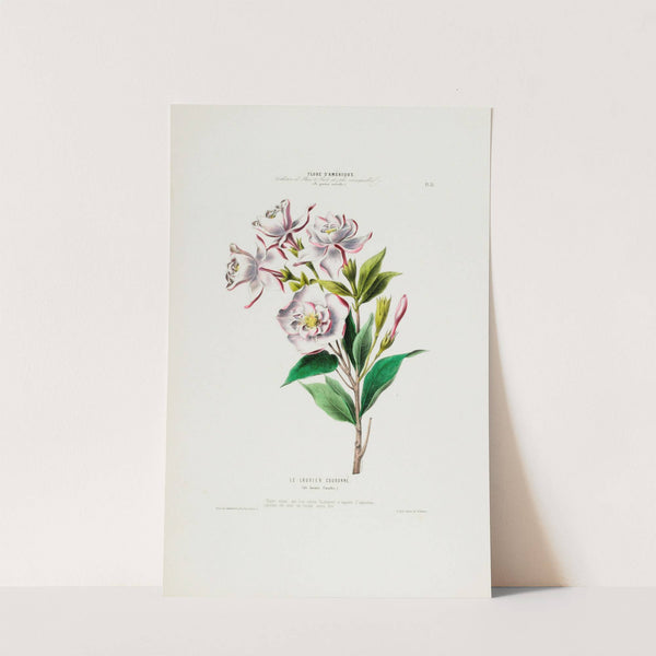 Flore d'Amérique, dessinée d'après nature sur les lieux Pl.031 by Etienne Denisse