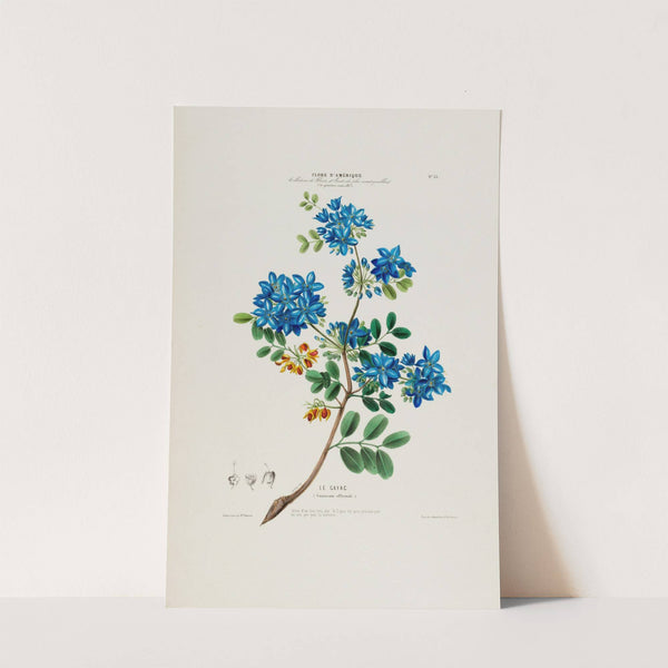 Flore d'Amérique, dessinée d'après nature sur les lieux Pl.033 by Etienne Denisse