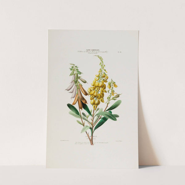 Flore d'Amérique, dessinée d'après nature sur les lieux Pl.035 by Etienne Denisse