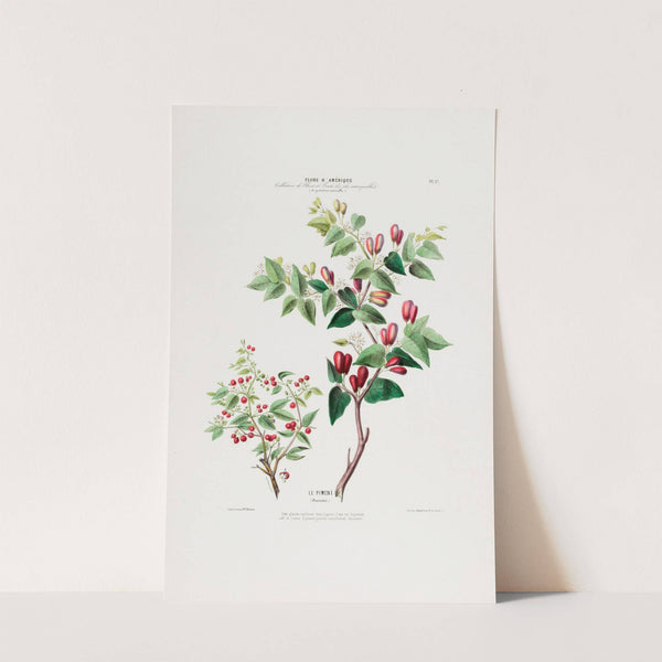 Flore d’Amérique, dessinée d’après nature sur les lieux Pl.037 (1843) by Etienne Denisse