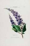 Flore d’Amérique, dessinée d’après nature sur les lieux Pl.038