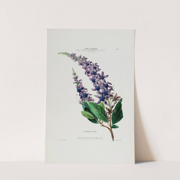 Flore d’Amérique, dessinée d’après nature sur les lieux Pl.038 (1843) by Etienne Denisse