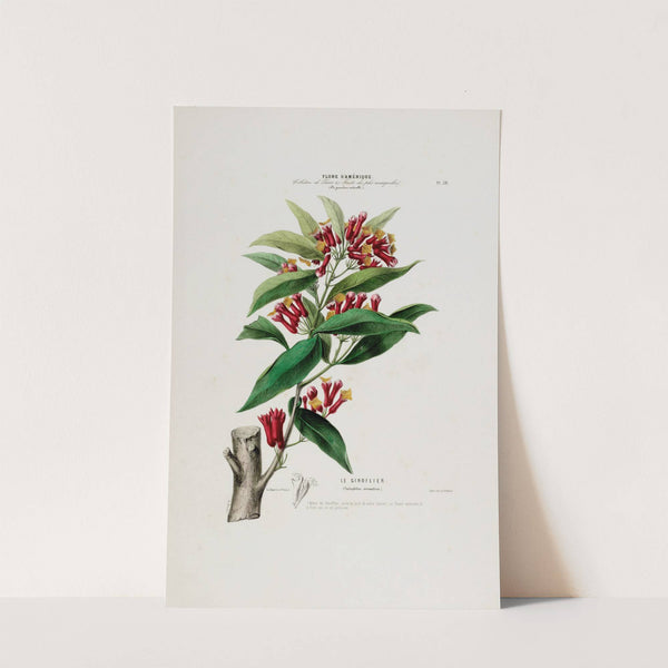 Flore d’Amérique, dessinée d’après nature sur les lieux Pl.039 (1843) by Etienne Denisse