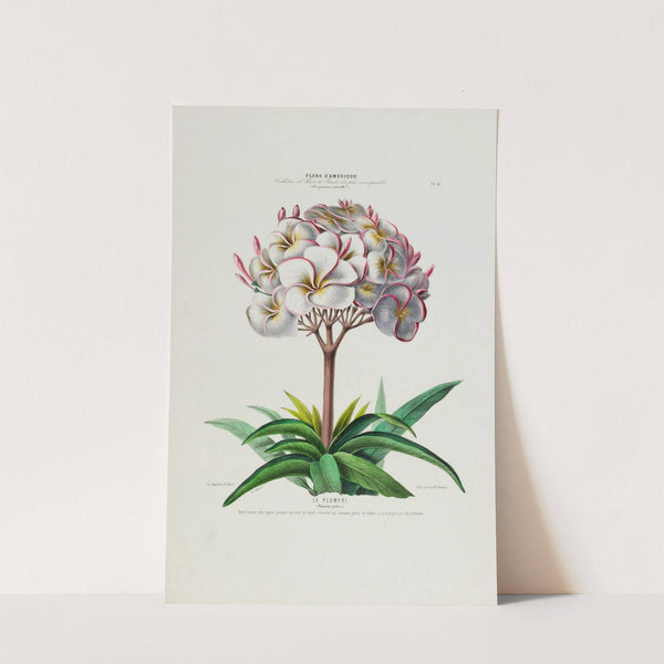 Flore d’Amérique, dessinée d’après nature sur les lieux Pl.041 (1843) by Etienne Denisse