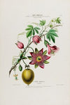 Flore d’Amérique, dessinée d’après nature sur les lieux Pl.042