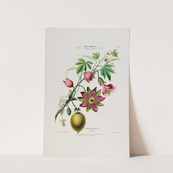 Flore d’Amérique, dessinée d’après nature sur les lieux Pl.042 (1843) by Etienne Denisse