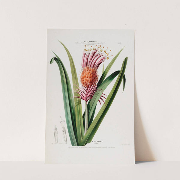 Flore d’Amérique, dessinée d’après nature sur les lieux Pl.043 (1843) by Etienne Denisse