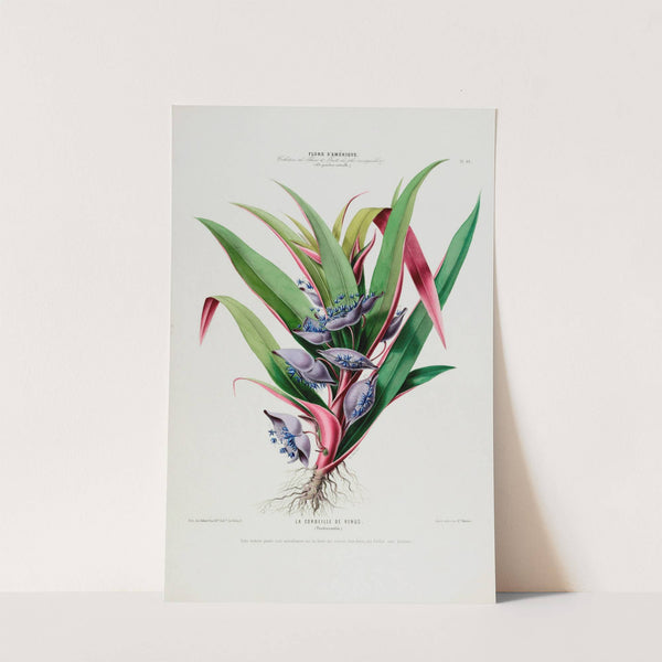 Flore d’Amérique, dessinée d’après nature sur les lieux Pl.044 (1843) by Etienne Denisse