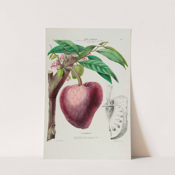 Flore d’Amérique, dessinée d’après nature sur les lieux Pl.046 (1843) by Etienne Denisse