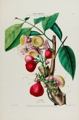 Flore d’Amérique, dessinée d’après nature sur les lieux Pl.047
