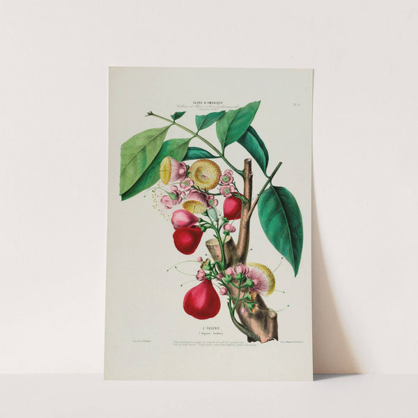 Flore d’Amérique, dessinée d’après nature sur les lieux Pl.047 (1843) by Etienne Denisse