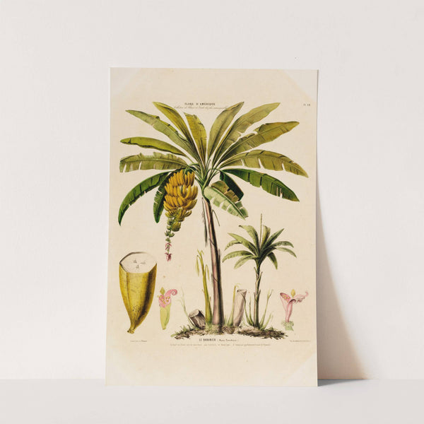 Flore d’Amérique, dessinée d’après nature sur les lieux Pl.048 (1843) by Etienne Denisse