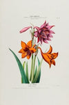 Flore d’Amérique, dessinée d’après nature sur les lieux Pl.049