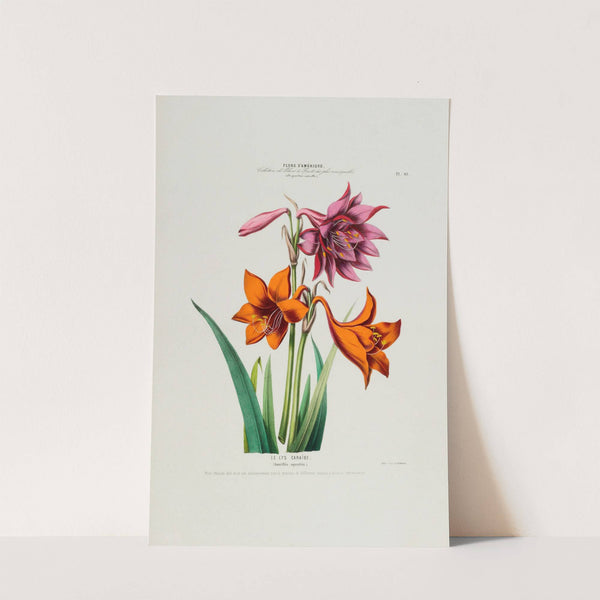 Flore d’Amérique, dessinée d’après nature sur les lieux Pl.049 (1843) by Etienne Denisse