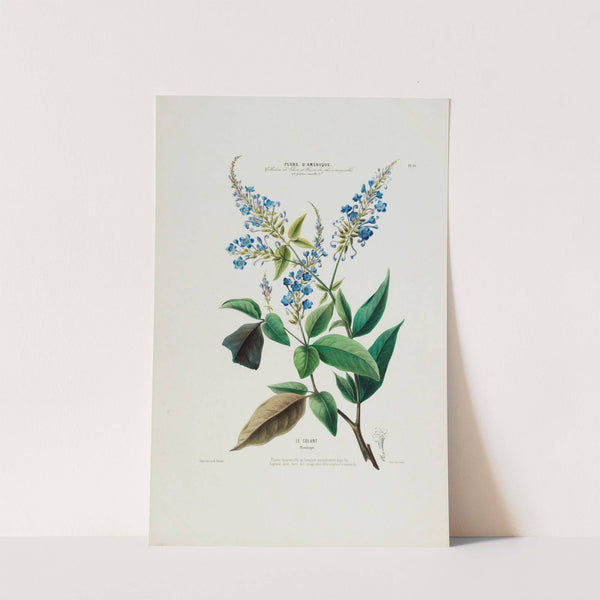 Flore d’Amérique, dessinée d’après nature sur les lieux Pl.050 (1843) by Etienne Denisse