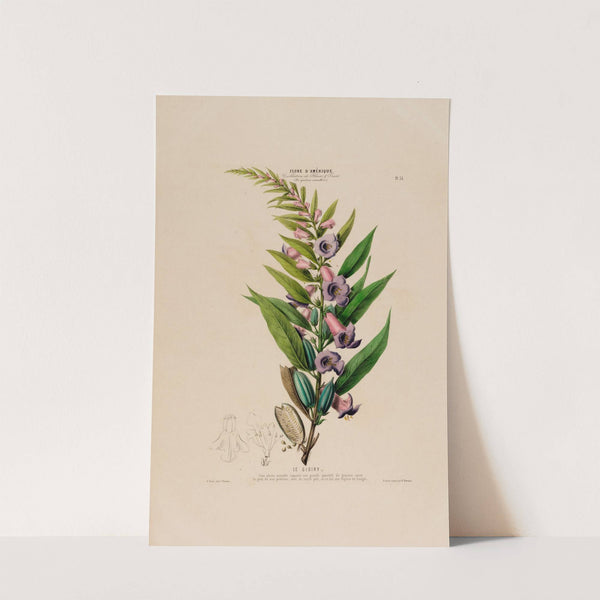 Flore d’Amérique, dessinée d’après nature sur les lieux Pl.055 (1843) by Etienne Denisse