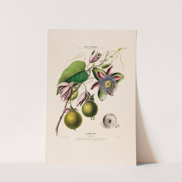 Flore d'Amérique, dessinée d'après nature sur les lieux Pl.056 by Etienne Denisse