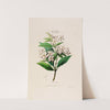 Flore d'Amérique, dessinée d'après nature sur les lieux Pl.057 by Etienne Denisse