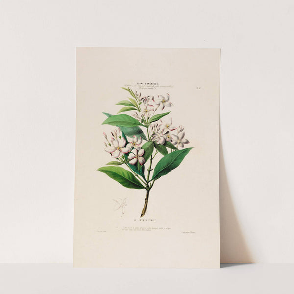 Flore d'Amérique, dessinée d'après nature sur les lieux Pl.057 by Etienne Denisse