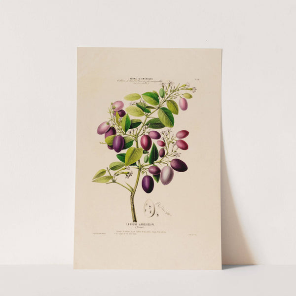 Flore d'Amérique, dessinée d'après nature sur les lieux Pl.058 by Etienne Denisse