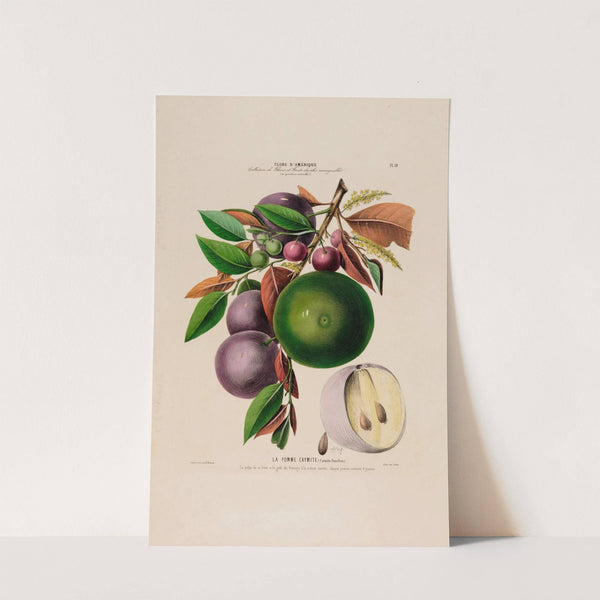 Flore d'Amérique, dessinée d'après nature sur les lieux Pl.059 by Etienne Denisse