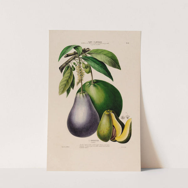 Flore d'Amérique, dessinée d'après nature sur les lieux Pl.060 by Etienne Denisse