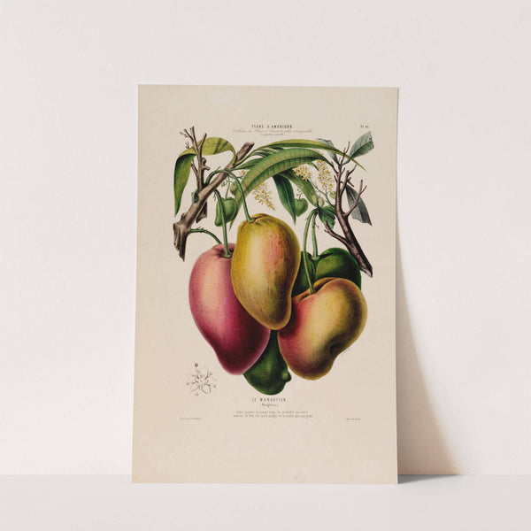 Flore d'Amérique, dessinée d'après nature sur les lieux Pl.061 by Etienne Denisse