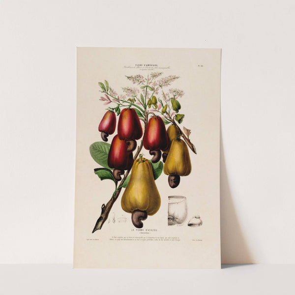 Flore d'Amérique, dessinée d'après nature sur les lieux Pl.063 by Etienne Denisse