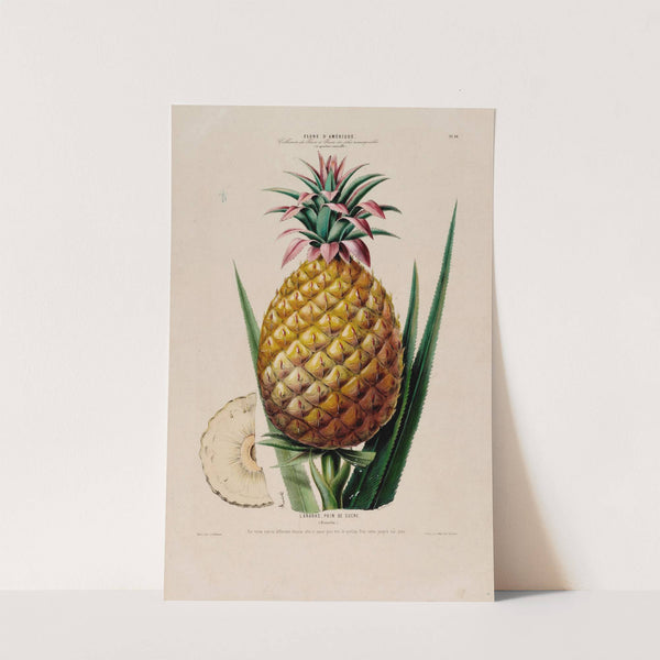 Flore d'Amérique, dessinée d'après nature sur les lieux Pl.064 by Etienne Denisse