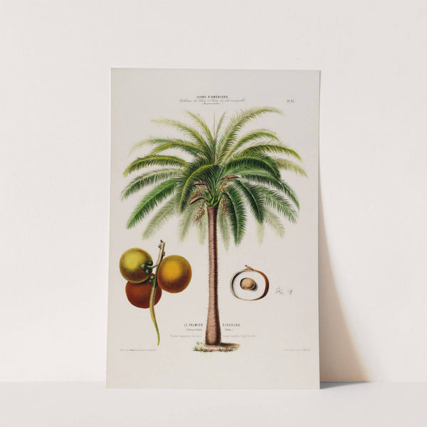 Flore d'Amérique, dessinée d'après nature sur les lieux Pl.065 by Etienne Denisse