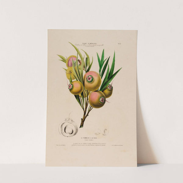 Flore d'Amérique, dessinée d'après nature sur les lieux Pl.067 by Etienne Denisse