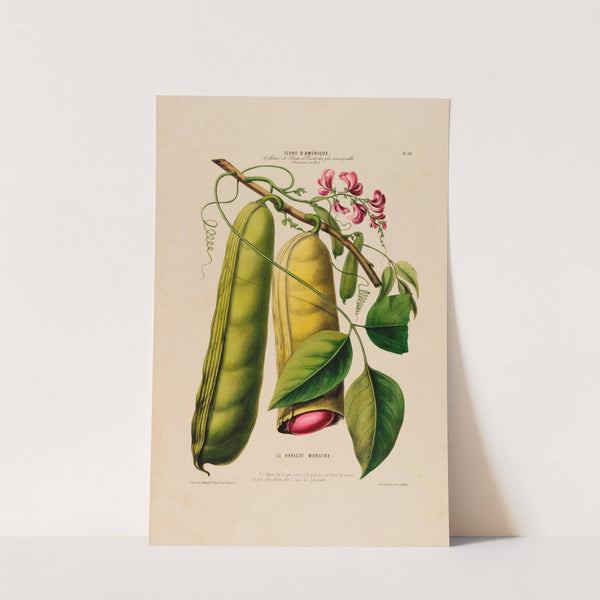 Flore d'Amérique, dessinée d'après nature sur les lieux Pl.069 by Etienne Denisse