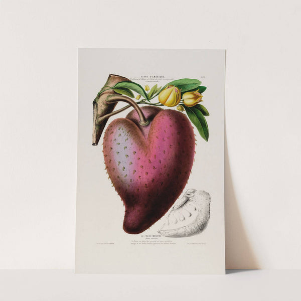 Flore d'Amérique, dessinée d'après nature sur les lieux Pl.071 by Etienne Denisse