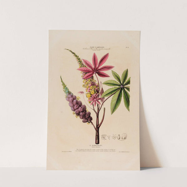 Flore d'Amérique, dessinée d'après nature sur les lieux Pl.072 by Etienne Denisse