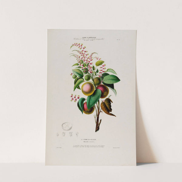 Flore d'Amérique, dessinée d'après nature sur les lieux Pl.073 by Etienne Denisse