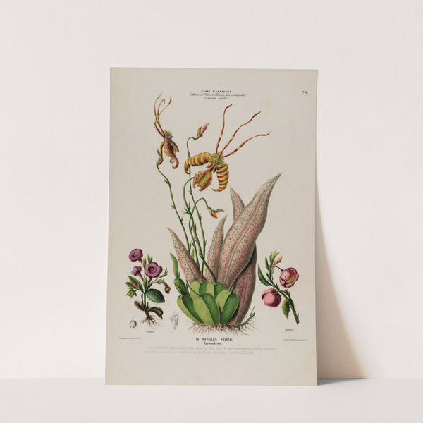 Flore d'Amérique, dessinée d'après nature sur les lieux Pl.074 by Etienne Denisse