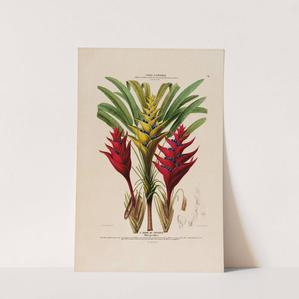 Flore d'Amérique, dessinée d'après nature sur les lieux Pl.075 by Etienne Denisse