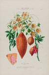 Flore d’AmeÌrique, dessineÌe d’apreÌs nature sur les lieux Pl.076