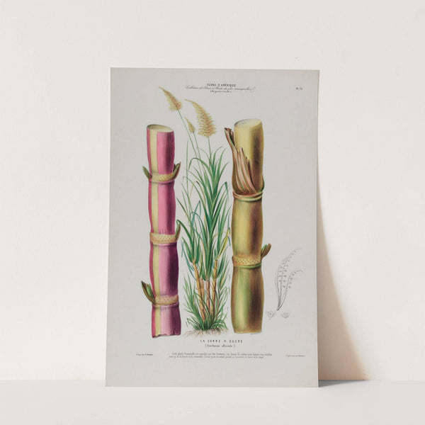 Flore d'Amérique, dessinée d'après nature sur les lieux Pl.078 by Etienne Denisse