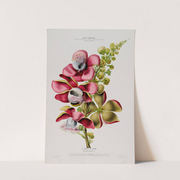 Flore d'Amérique, dessinée d'après nature sur les lieux Pl.079 by Etienne Denisse