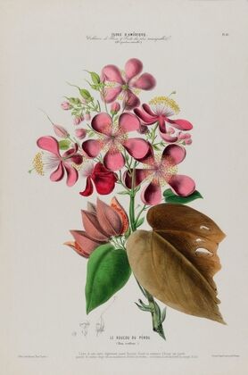 Flore d’AmeÌrique, dessineÌe d’apreÌs nature sur les lieux Pl.081