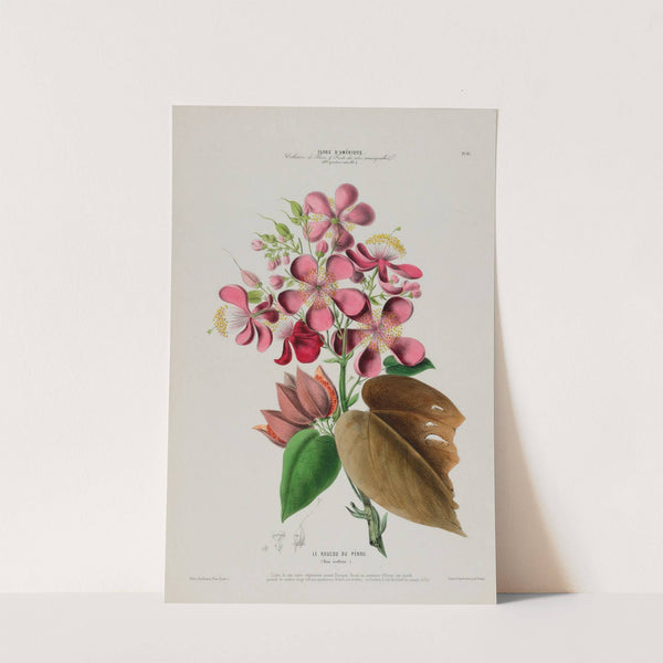 Flore d'Amérique, dessinée d'après nature sur les lieux Pl.081 by Etienne Denisse