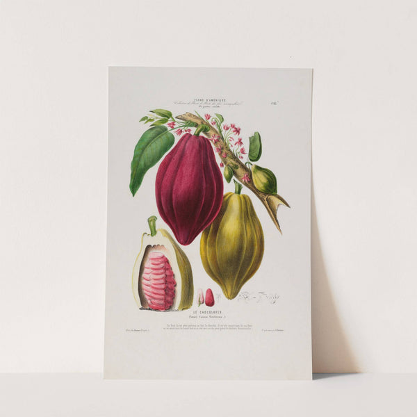 Flore d'Amérique, dessinée d'après nature sur les lieux Pl.082 by Etienne Denisse