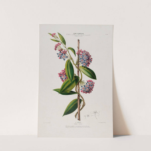 Flore d'Amérique, dessinée d'après nature sur les lieux Pl.083 by Etienne Denisse