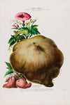 Flore d’AmeÌrique, dessineÌe d’apreÌs nature sur les lieux Pl.085