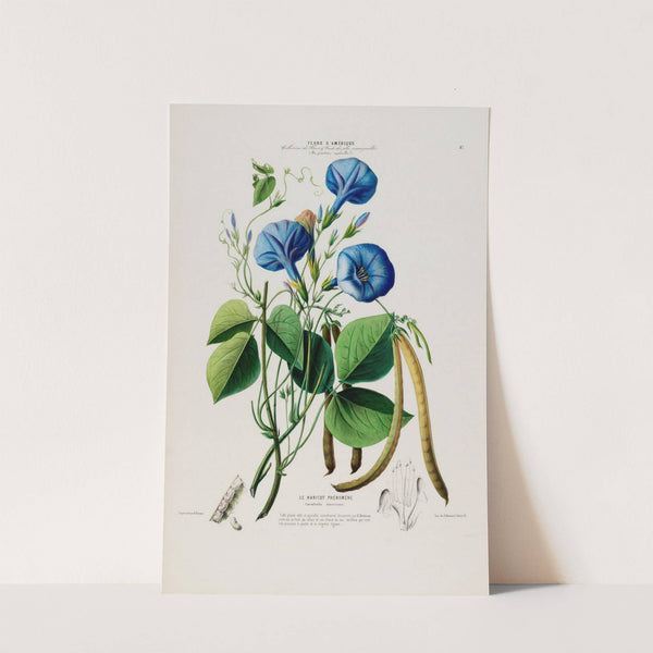 Flore d'Amérique, dessinée d'après nature sur les lieux Pl.087 by Etienne Denisse