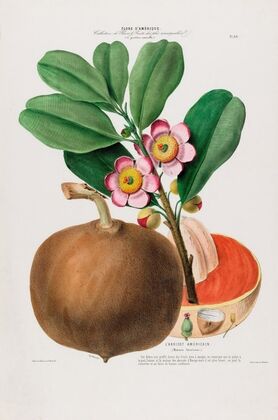 Flore d’AmeÌrique, dessineÌe d’apreÌs nature sur les lieux Pl.088