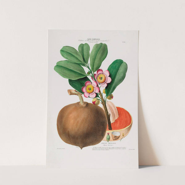 Flore d'Amérique, dessinée d'après nature sur les lieux Pl.088 by Etienne Denisse