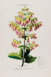 Flore d’AmeÌrique, dessineÌe d’apreÌs nature sur les lieux Pl.090